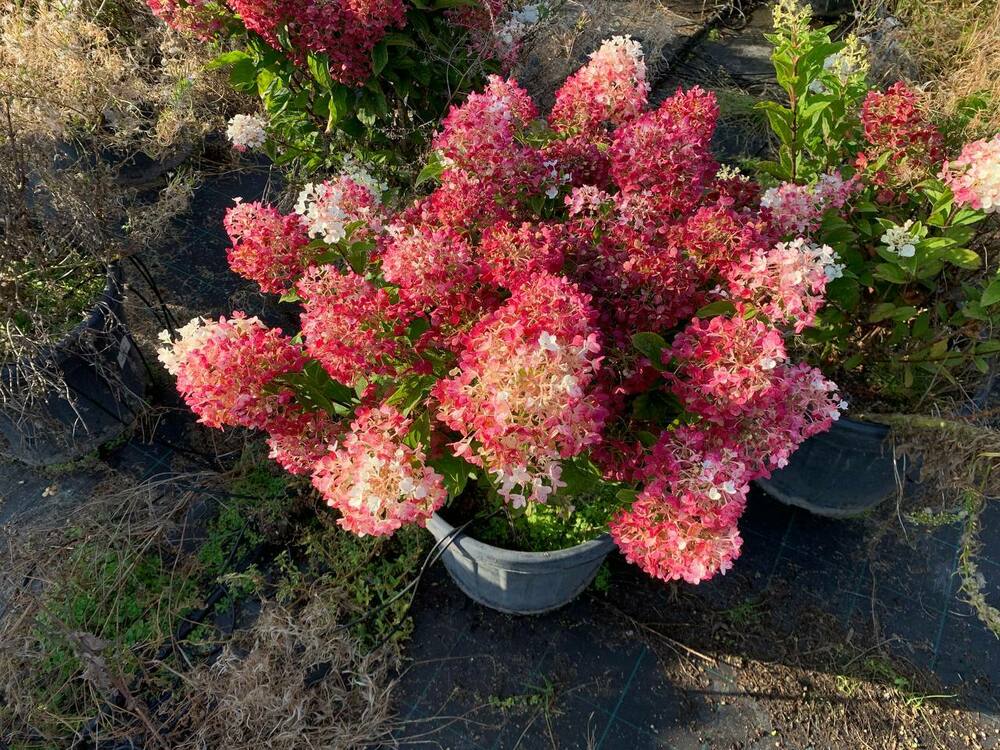 Гортензия метельчатая Литтл Блоссом (Hydrangea paniculata 'Little Blossom')
