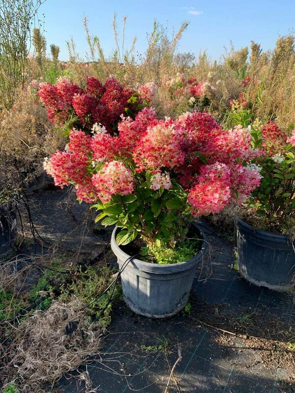 Гортензия метельчатая Литтл Блоссом (Hydrangea paniculata 'Little Blossom')