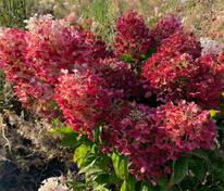 Гортензия метельчатая Литтл Блоссом (Hydrangea paniculata 'Little Blossom')