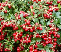 Брусника садовая Коралл (Vaccinium vitis-idaea 'Korall')