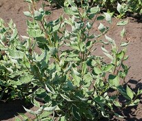 Дерен белый Аргентеомаргината (Cornus alba 'Argenteomarginata')