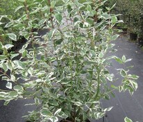 Дерен белый "Sibirica Variegata" (Сибирика Вариегата)