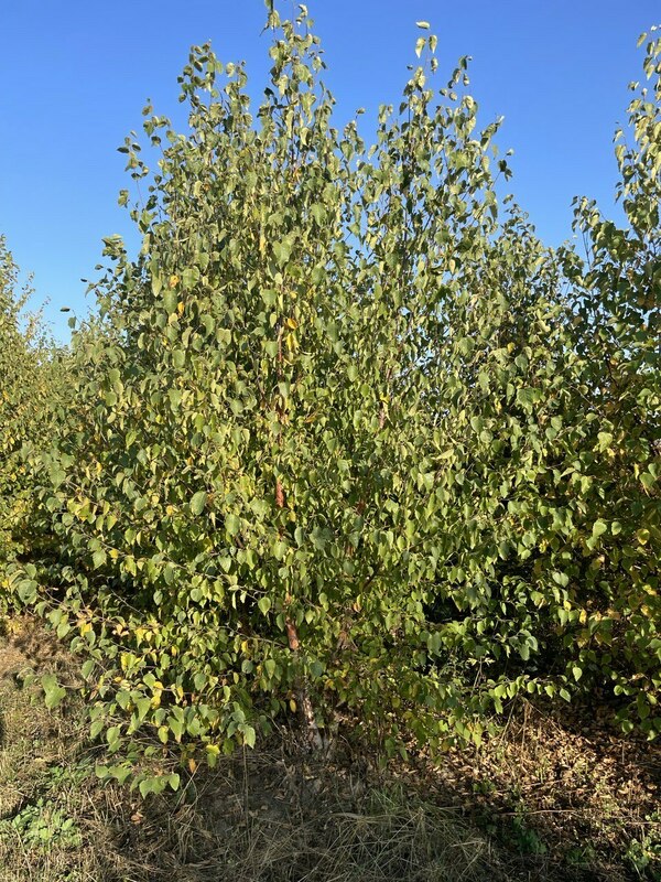 Берёза пушистая (Betula pubescens)