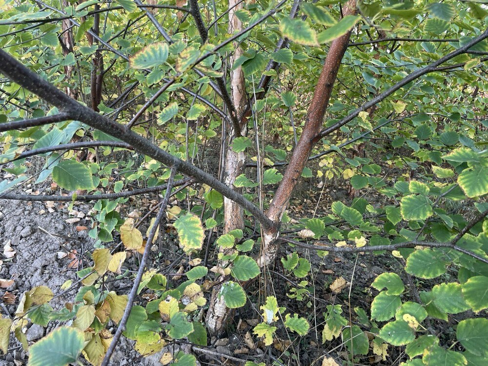 Берёза пушистая (Betula pubescens)