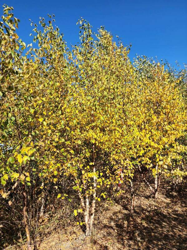 Берёза пушистая (Betula pubescens)