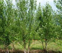 Берёза пушистая (Betula pubescens)