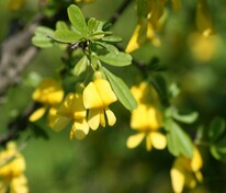 Карагана уссурийская (Caragana ussuriensis)
