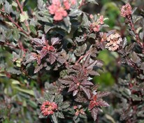 Пузыреплодник калинолистный Литтл Девил (Physocarpus opulifolius 'Little Devil')