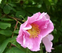 Роза даурская (Rosa davurica)