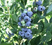 Голубика высокорослая Блюголд (Vaccinium corymbosum 'Bluegold')