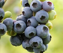 Голубика высокорослая Блюджей (Vaccinium corymbosum 'Bluejay')