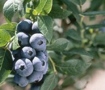 Голубика высокорослая Чандлер (Vaccinium corymbosum 'Chandler')