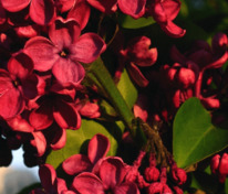 Сирень обыкновенная Красная Москва (Syringa vulgaris 'Krasnaya Moskva')