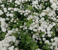 Спирея берёзолистная Айслэнд (Spiraea betulifolia 'Island')