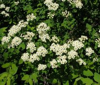 Спирея уссурийская (Spiraea ussuriensis)