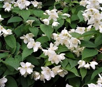 Чубушник тонколистный (Philadelphus tenuifolius)