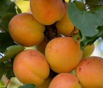 Абрикос Водолей (Prunus armeniaca 'Vodoley')