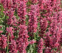 Агастахе мексиканский Ред Фортун (Agastache mexicana 'Red Fortune')