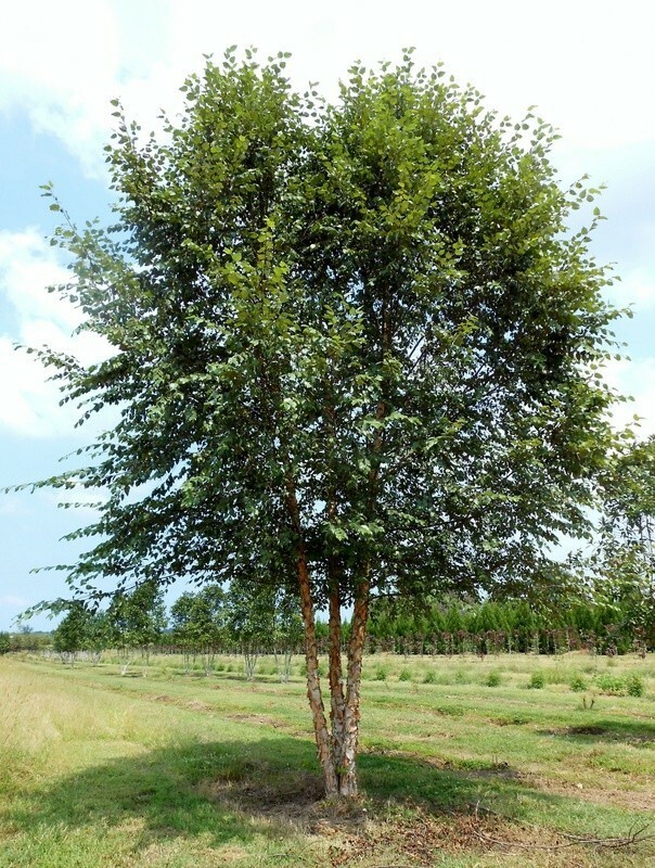 Берёза чёрная (Betula nigra)
