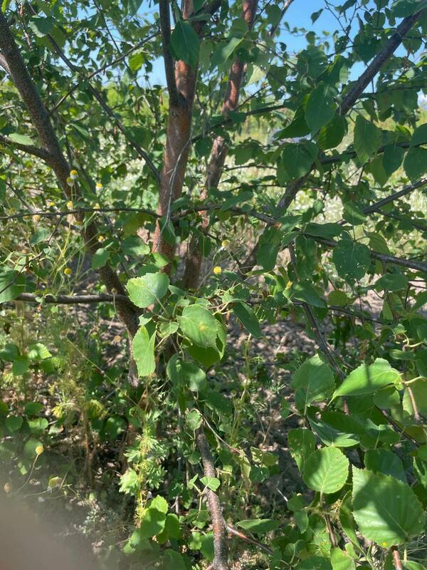 Берёза чёрная (Betula nigra)