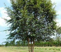 Берёза чёрная (Betula nigra)