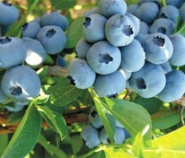 Голубика высокорослая Денис Блю (Vaccinium corymbosum 'Denis Blue')