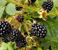 Ежевика Дарроу (Rubus fruticosus 'Darrow')