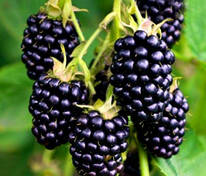 Ежевика Навахо (Rubus fruticosus 'Navaho')