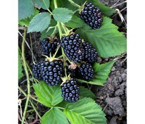Ежевика "Orkan" (Оркан)