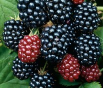 Ежевика Торнфри (Rubus fruticosus 'Thornfree')