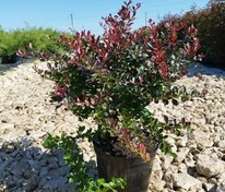 Барбарис Тунберга Атропурпуреа Нана (Berberis thunbergii 'Atropurpurea Nana')
