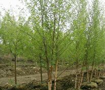 Берёза чёрная Селект (Betula nigra 'Select')