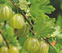 Крыжовник Алтайский (Ribes uva-crispa 'Altayskiy')