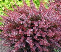 Барбарис Тунберга Арлекин (Berberis thunbergii 'Harlequin')