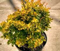 Барбарис Тунберга Сенсейшн (Berberis thunbergii 'Sensation')