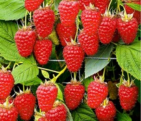 Малина ремонтантная Жар-Птица (Rubus idaeus 'Zhar-Ptitsa')