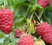 Малина ремонтантная Красная гвардия (Rubus idaeus 'Krasnaya Gvardiya')