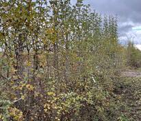 Боярышник однопестичный (Crataegus monogyna)