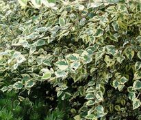 Берёза чёрная Шило Сплэш (Betula nigra 'Shiloh Splash')