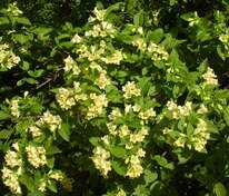Вейгела Миддендорфа (Weigela middendorffiana)