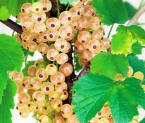 Смородина белая Смольяниновская (Ribes niveum 'Smolyaninovskaya')