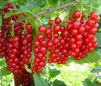 Смородина красная Йонкер Ван Тетс (Ribes rubrum 'Jonkheer Van Tets')