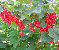 Смородина красная Андрейченко (Ribes rubrum 'Andreychenko')