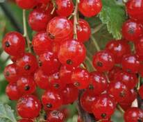 Смородина красная Коралловая (Ribes rubrum 'Korallovaya')