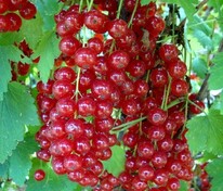 Смородина красная Натали (Ribes rubrum 'Natali')