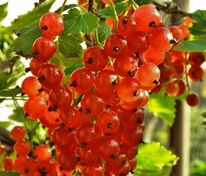 Смородина красная Ненаглядная (Ribes rubrum 'Nenaglyadnaya')