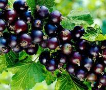 Смородина черная Геркулес (Ribes nigrum 'Gerkules')