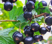 Смородина черная Катюша (Ribes nigrum 'Katyusha')