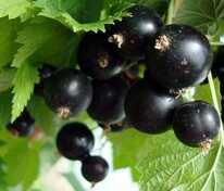 Смородина черная Нара (Ribes nigrum 'Nara')