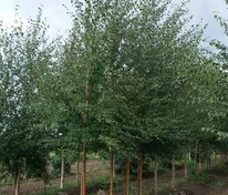 Берёза Эрмана Холланд (Betula ermanii 'Holland')